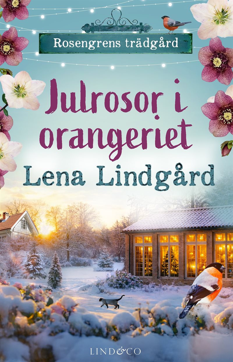 Julrosor i orangeriet