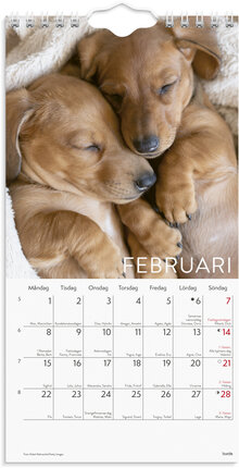 Väggkalender 2027 Liten Hundkalender